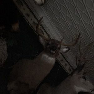 Meet your Posher, Shelly